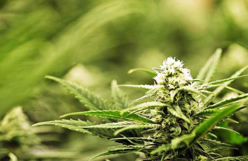 Peut-on trouver du CBD avec 0 % de THC ? Lulu Nature