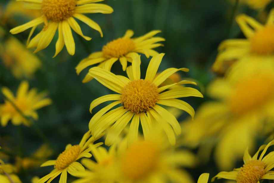 Les vertus incomparables de la phytothérapie traditionnelle-Lulu Nature
