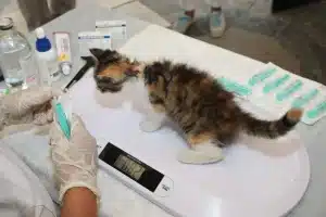Parent pesant un bébé nu sur une balance numérique à la maison en lumière douce du matin