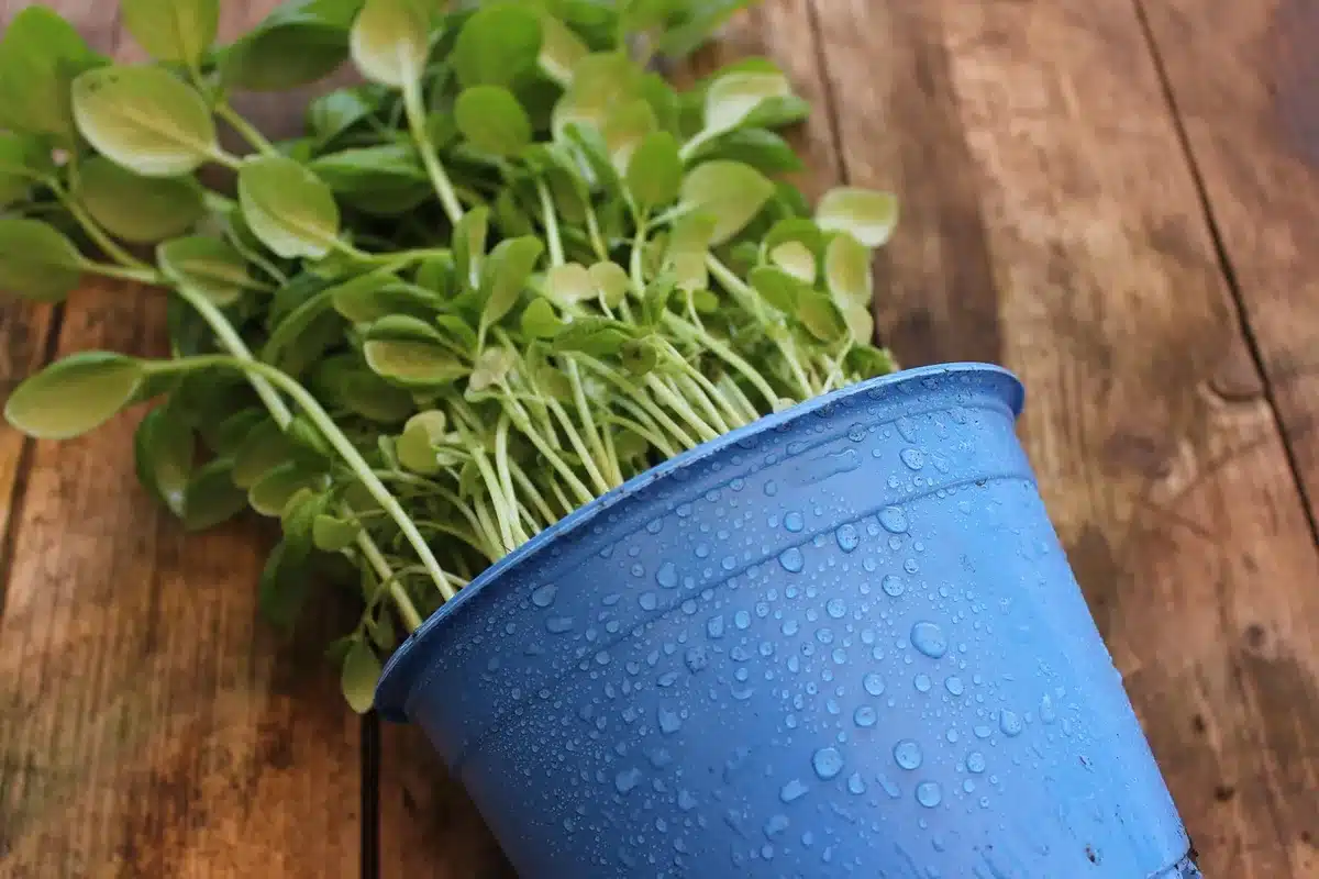 Branche d'angélique et feuilles sur fond clair, illustrant la plante et ses usages digestifs
