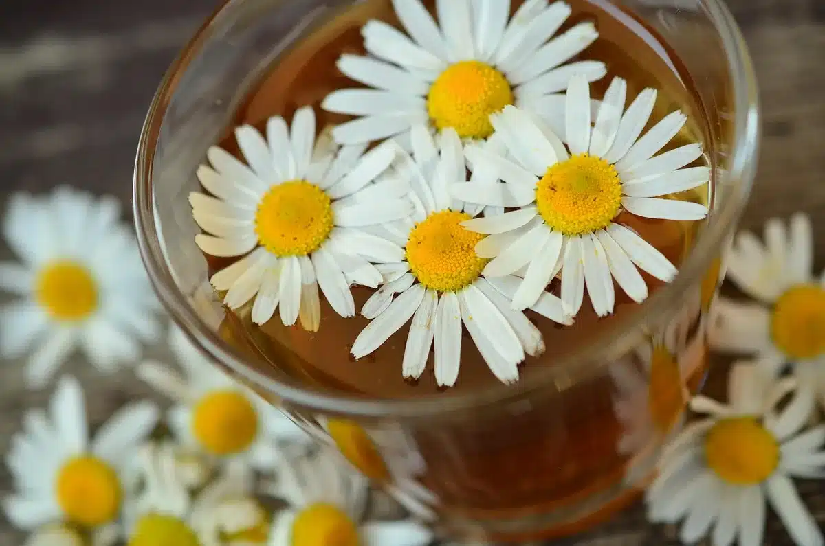 Préparation d'une infusion avec racine séchée d'angélique, mortier et cuillère